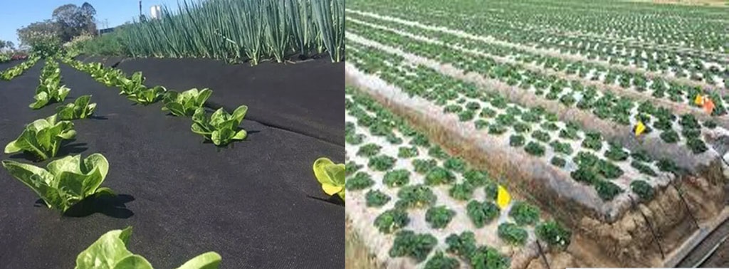 Geotextile applications in agriculture 