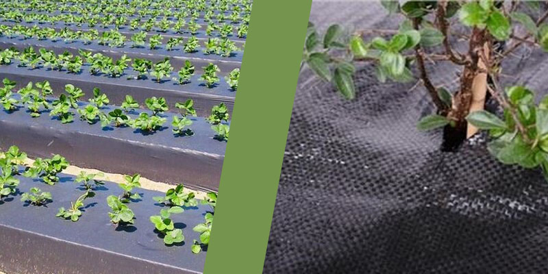 کنترل-علف-هرز